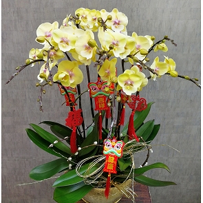 COR14  Cream Yellow Double-stem Phalaenopsis Orchids 